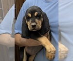 Black and Tan M - Male Bloodhound Puppy for Sale - Photo #4