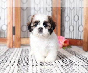 Shih Tzu Puppy for sale in NAPLES, FL, USA