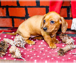 Small #9 Dachshund