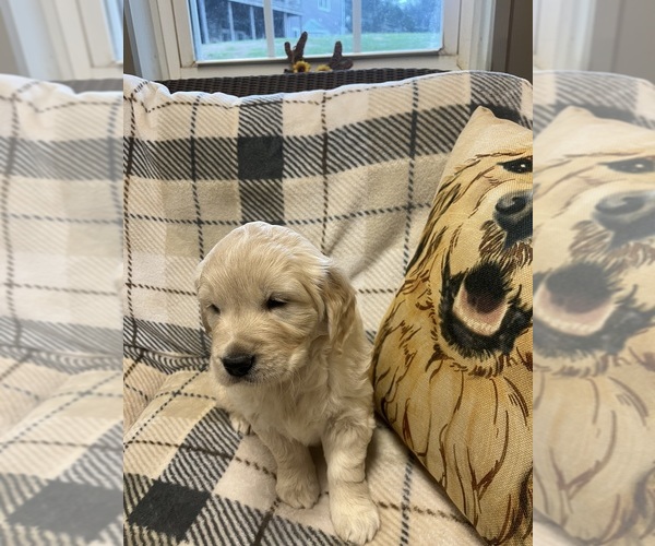 Medium Photo #1 English Cream Golden Retriever Puppy For Sale in Normandy, TN, USA