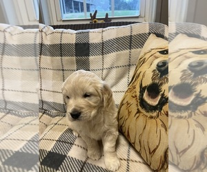 English Cream Golden Retriever Puppy for sale in Normandy, TN, USA