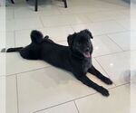 Small #4 Mutt