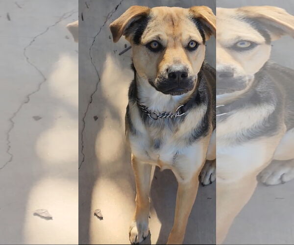 Medium Photo #1 Beagle-Unknown Mix Puppy For Sale in Escondido, CA, USA