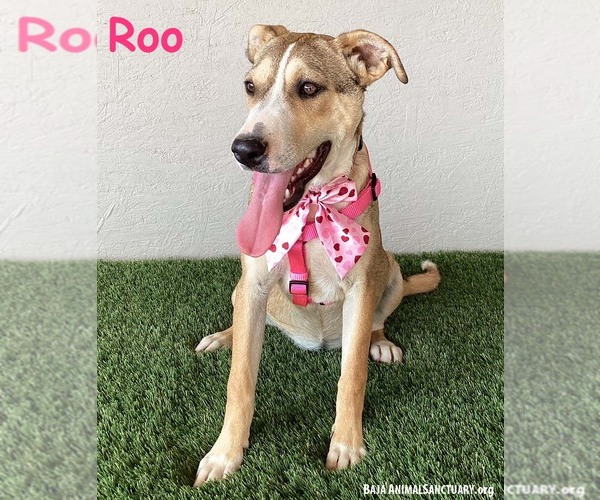 Medium Photo #1 Boxador Puppy For Sale in San Diego, CA, USA