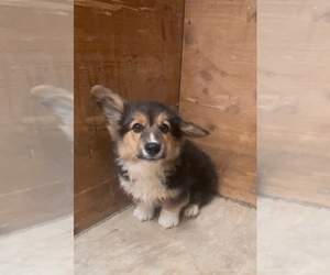 American Corgi Puppy for sale in SANDY VALLEY, NV, USA