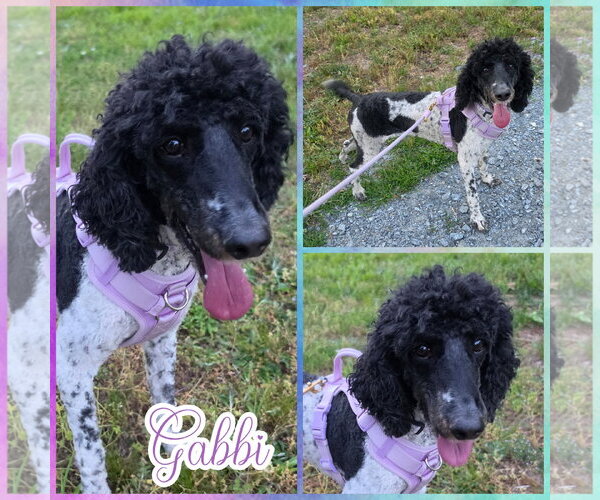 Medium Photo #2 Poodle (Standard) Puppy For Sale in Blacksburg, SC, USA