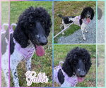 Small #1 Poodle (Standard)