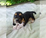 Puppy Purple collar Basset Hound