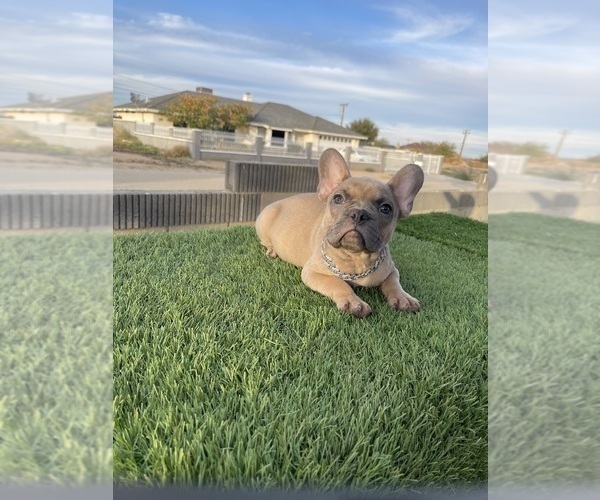 Medium Photo #10 French Bulldog Puppy For Sale in JERSEY CITY, NJ, USA