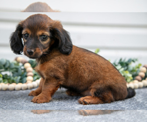Medium Dachshund