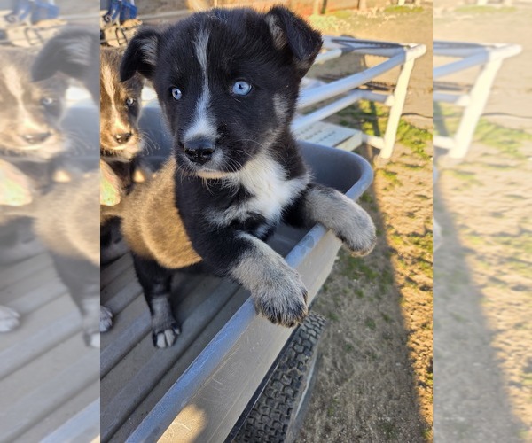 Medium Photo #1 Gerberian Shepsky Puppy For Sale in ROSAMOND, CA, USA