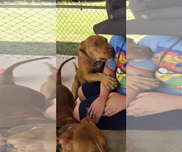 Medium Photo #3 American Pit Bull Terrier-Unknown Mix Puppy For Sale in Rustburg, VA, USA