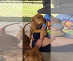 Small #2 American Pit Bull Terrier Mix