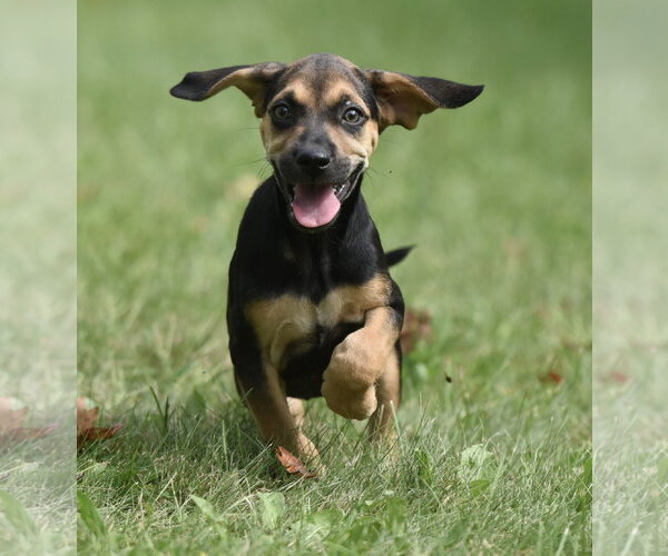 Medium Photo #1 Australian Shepherd-Beagle Mix Puppy For Sale in Mechanicsburg, PA, USA