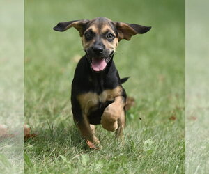 Australian Shepherd-Beagle Mix Dogs for adoption in Mechanicsburg, PA, USA