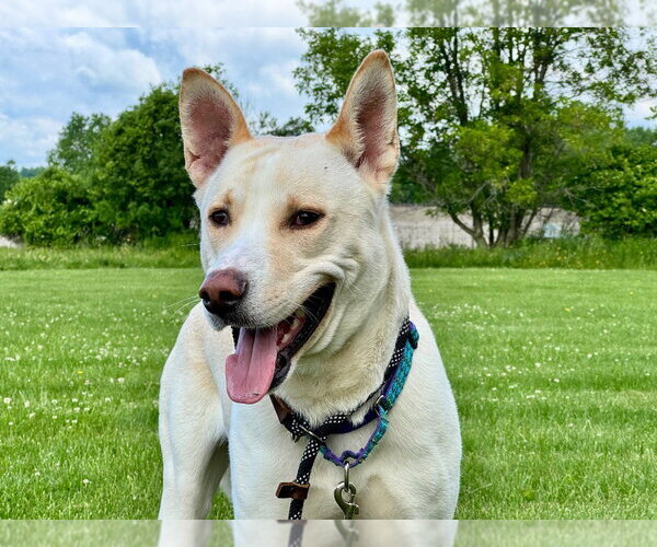 Medium Photo #1 Gerberian Shepsky Puppy For Sale in Gloversville, NY, USA