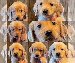 Golden Retriever Puppy for sale in CRESCENT CITY, FL, USA