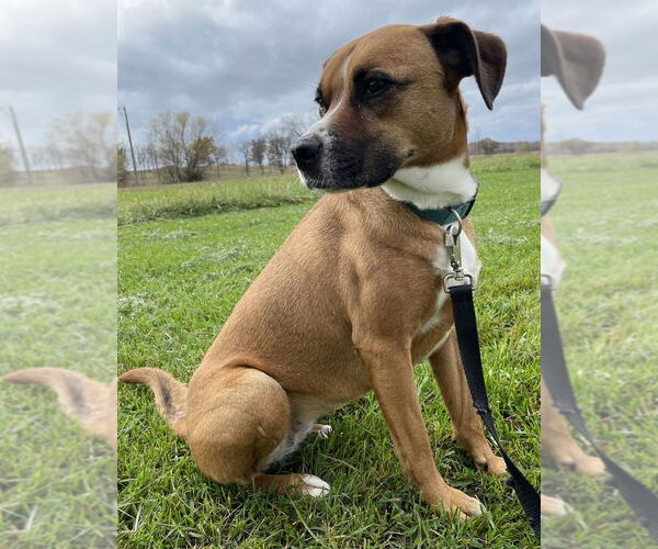 Medium Photo #6 Australian Shepherd-Boxer Mix Puppy For Sale in Bolivar, MO, USA