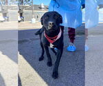 Small #1 Labrador Retriever Mix