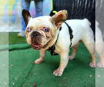 Small #1 French Bulldog