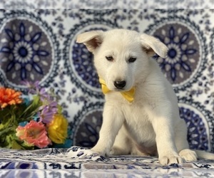 German Shepherd Dog Puppy for sale in LANCASTER, PA, USA