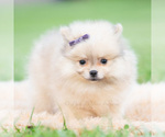 Small #2 Pomeranian