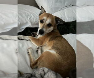 Chihuahua-Unknown Mix Dogs for adoption in San Diego, CA, USA