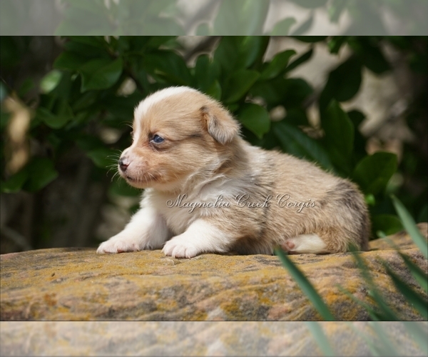 Medium Photo #11 Pembroke Welsh Corgi Puppy For Sale in LUTHER, OK, USA