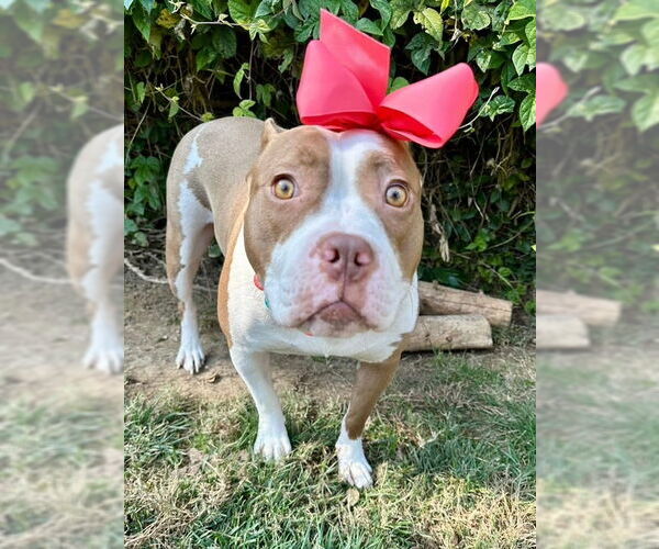 Medium Photo #9 American Pit Bull Terrier-Unknown Mix Puppy For Sale in Redlands, CA, USA
