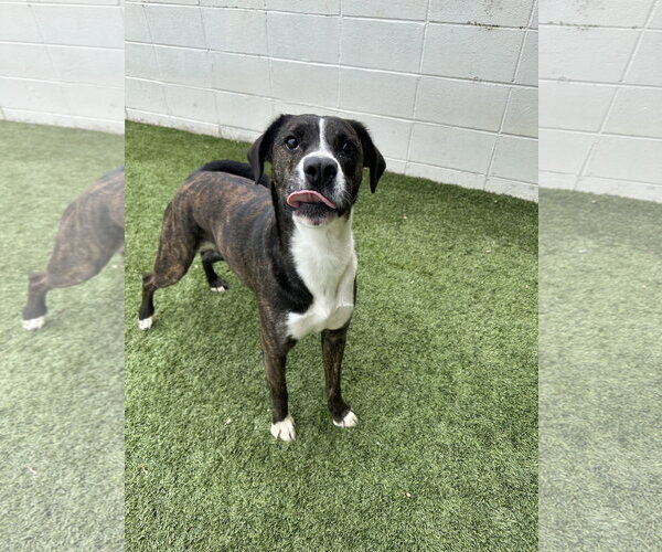 Medium Photo #6 Mountain Cur-Unknown Mix Puppy For Sale in Rockaway, NJ, USA