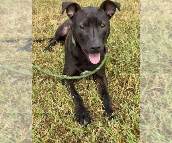 Medium Photo #2 Mutt Puppy For Sale in Abbeville, LA, USA