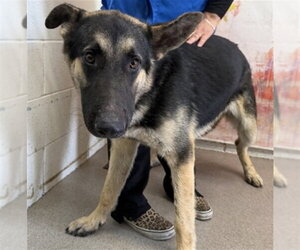 German Shepherd Dog Dogs for adoption in San Bernardino, CA, USA