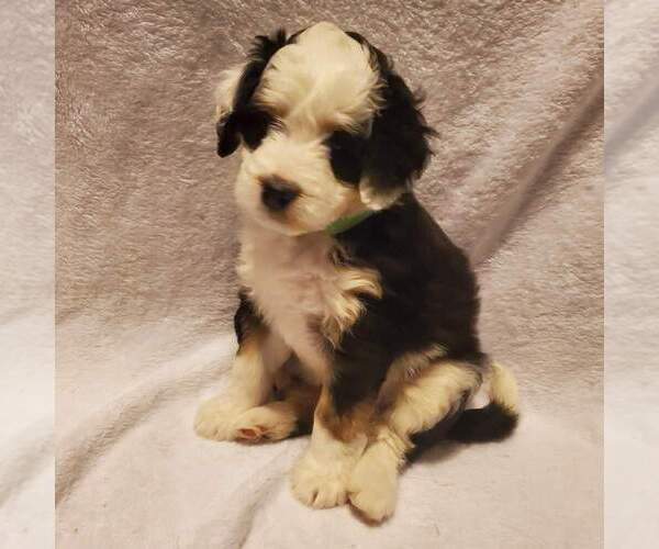 Medium Photo #4 Miniature Bernedoodle Puppy For Sale in O FALLON, MO, USA