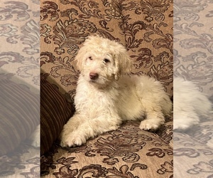 Goldendoodle Puppy for sale in PEEBLES, OH, USA