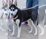 Small Siberian Husky Mix
