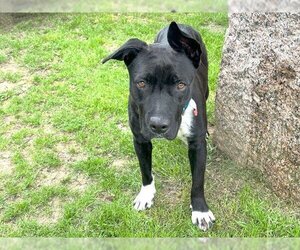 Staffordshire Bull Terrier-Unknown Mix Dogs for adoption in Waco, TX, USA