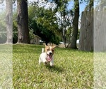 Small #23 Jack Russell Terrier