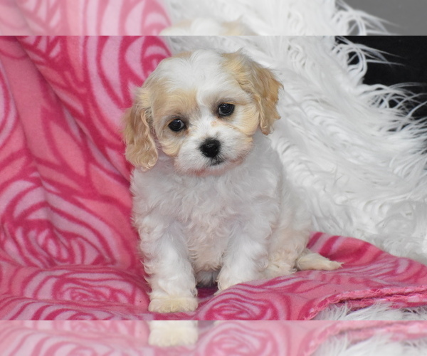 Medium Photo #3 Cavachon Puppy For Sale in ELDORADO, OH, USA