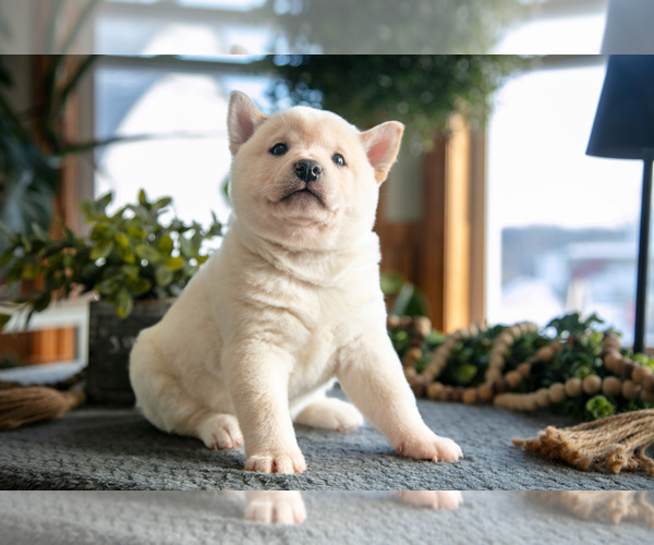 Medium Photo #3 Shiba Inu Puppy For Sale in SHILOH, OH, USA