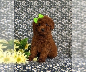 Goldendoodle (Miniature) Puppy for sale in COCHRANVILLE, PA, USA