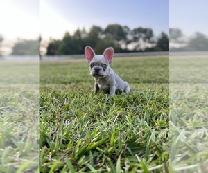 French Bulldog Puppy for sale in CHESAPEAKE, VA, USA