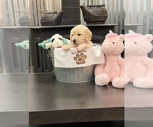 Medium Photo #3 Golden Retriever Puppy For Sale in BIG CABIN, OK, USA