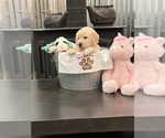 Small #2 Golden Retriever