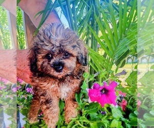Maltipoo Puppy for sale in WATERVILLE, ME, USA