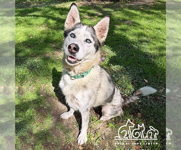 Medium Photo #1 Siberian Husky Puppy For Sale in Irvine, CA, USA