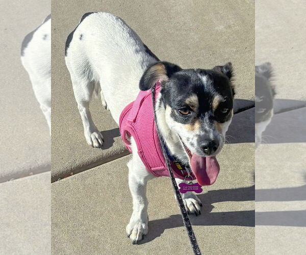 Medium Photo #3 Chihuahua-Unknown Mix Puppy For Sale in Corona, CA, USA