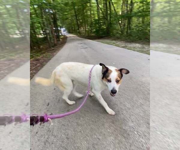 Medium Photo #2 Mutt Puppy For Sale in Frenchburg, KY, USA
