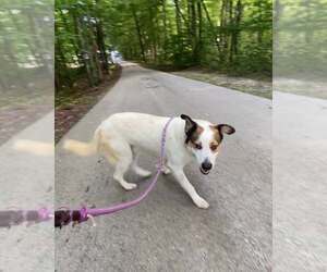 Dexter - Male Mutt Dog for Adoption - Photo #2