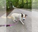 Small Photo #2 Mutt Puppy For Sale in Frenchburg, KY, USA