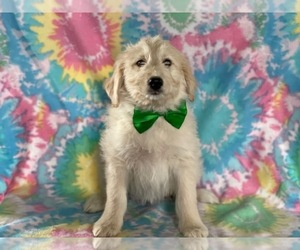 American Eskimo Dog-Goldendoodle Mix Puppy for sale in LANCASTER, PA, USA